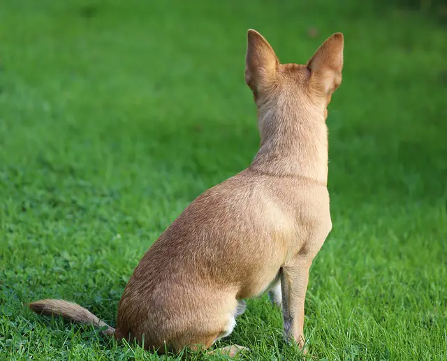 Does Chihuahua help asthma?