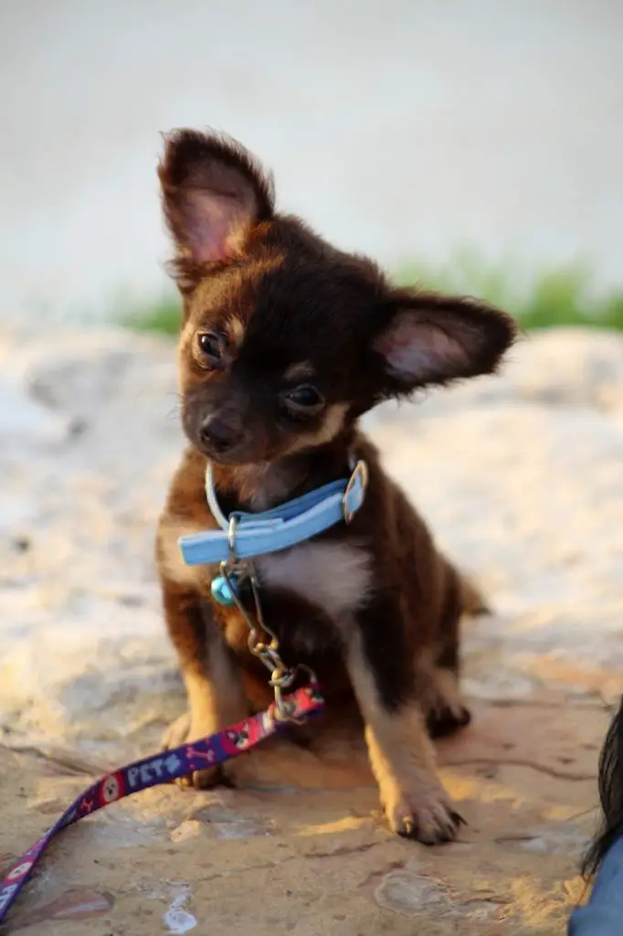 Are Chihuahuas smart?