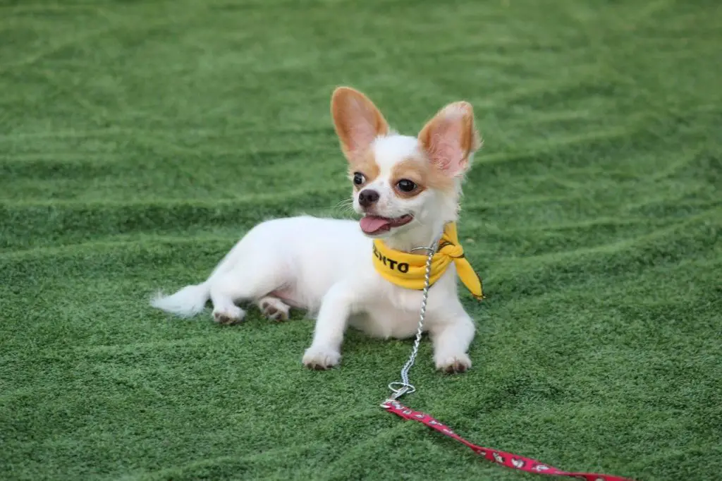 Are Chihuahuas smart?