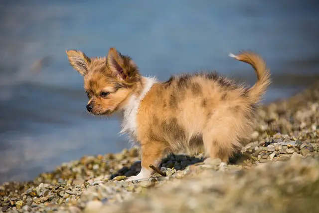 do chihuahua like to swim