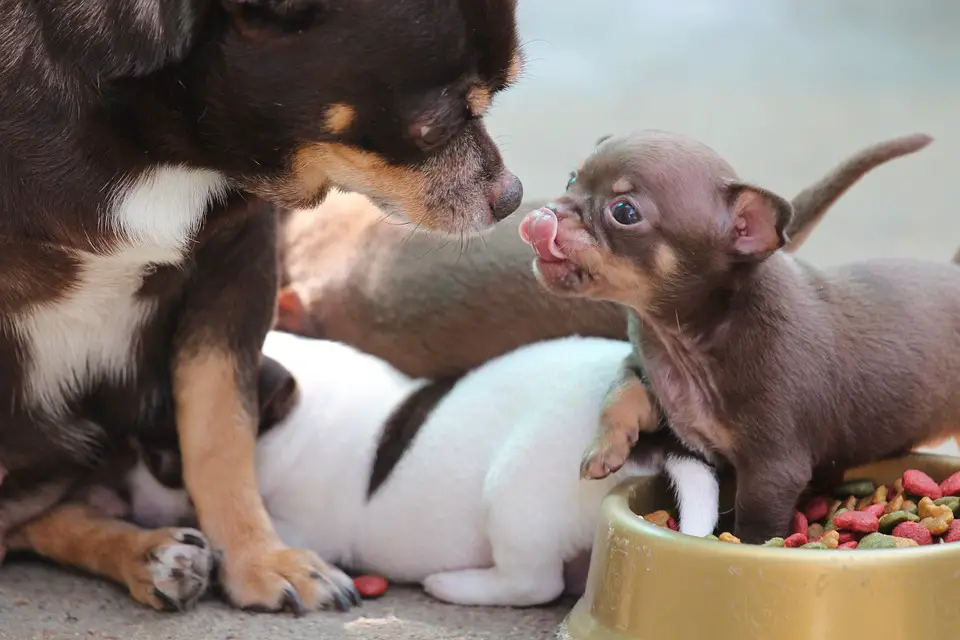 Why Do Chihuahuas Stick Their Tongue Out?