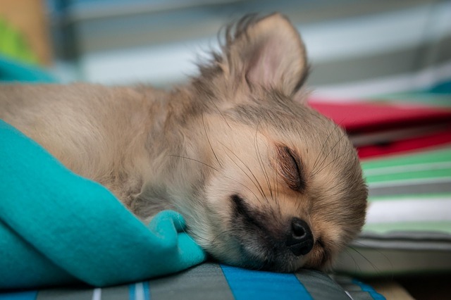 Why do Chihuahuas sleep so much?