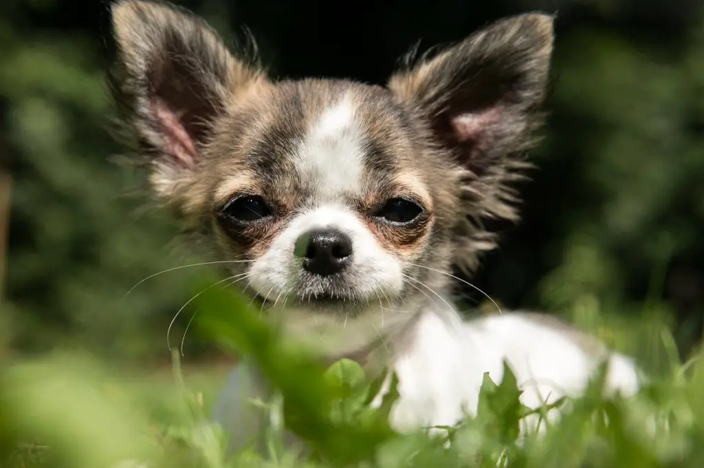 Why does my Chihuahua have bad breath?