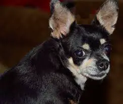 how to train a Chihuahua not to bark
