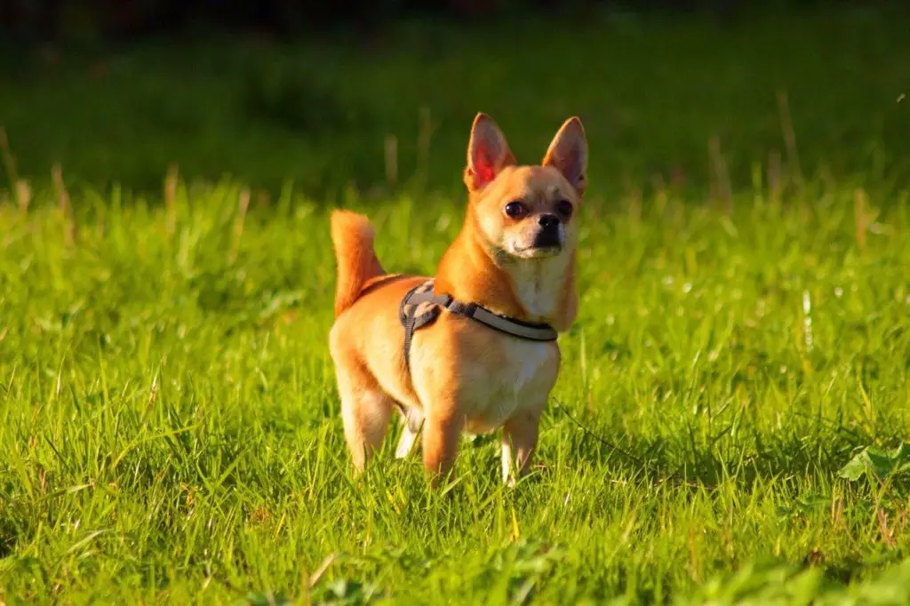 Can Chihuahuas live outside?