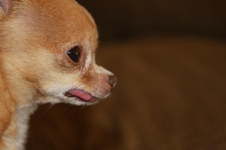 Why do Chihuahuas cry?