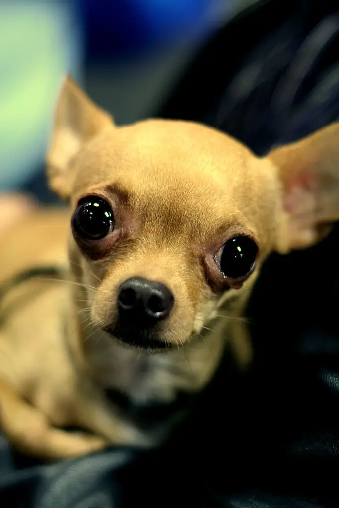 Why do Chihuahuas cry?