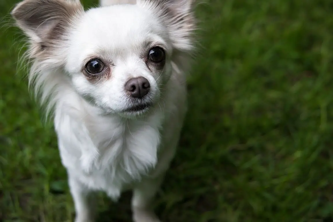 Why Do Chihuahuas Cry & What to Do About It (2022 Guide!)
