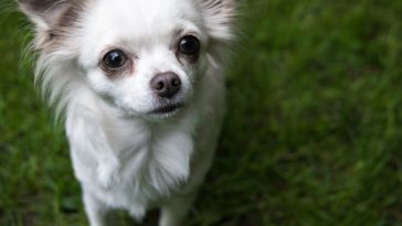 Why do Chihuahuas cry?