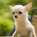 why do Chihuahuas have big ears