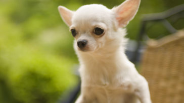 why do Chihuahuas have big ears