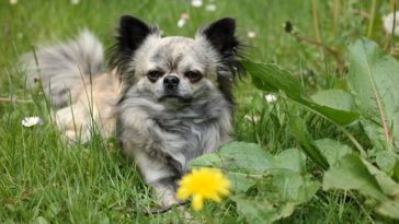 Are Chihuahuas hypoallergenic?