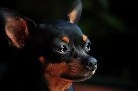 Why do Chihuahuas cry?