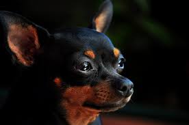 Why do Chihuahuas cry?