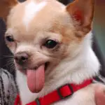 Why Do Chihuahuas Stick Their Tongue Out?