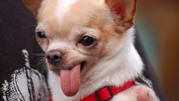 Why Do Chihuahuas Stick Their Tongue Out?