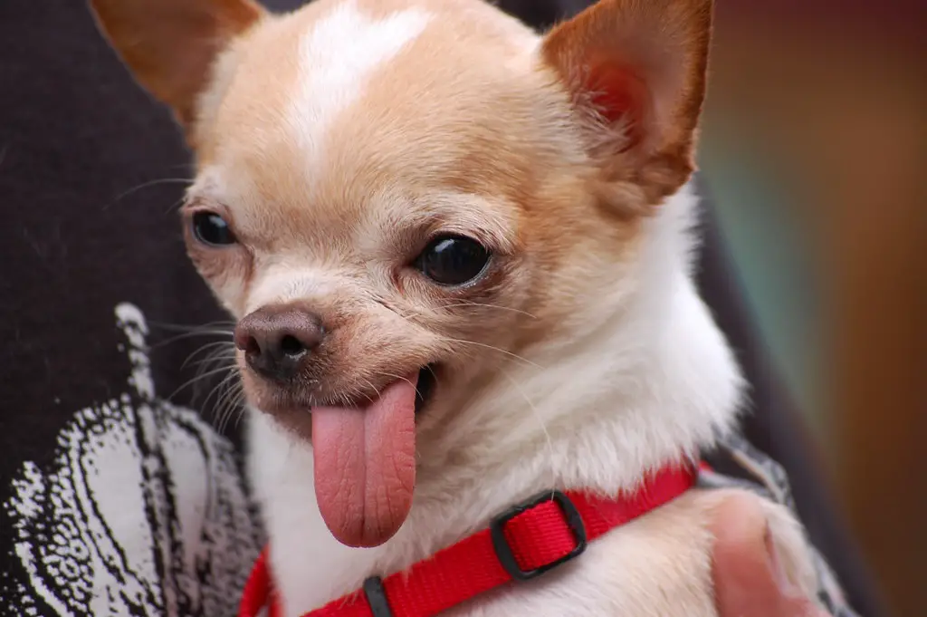 Why Do Chihuahuas Stick Their Tongue Out?