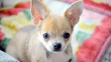 why are chihuahuas so nervous