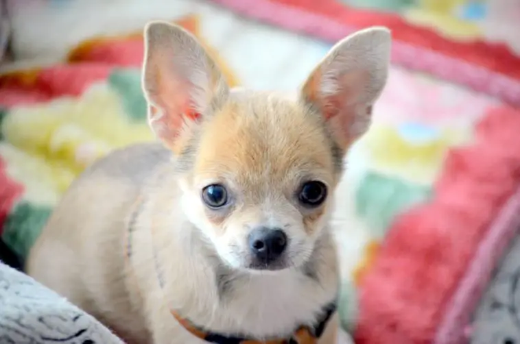 why are chihuahuas so nervous