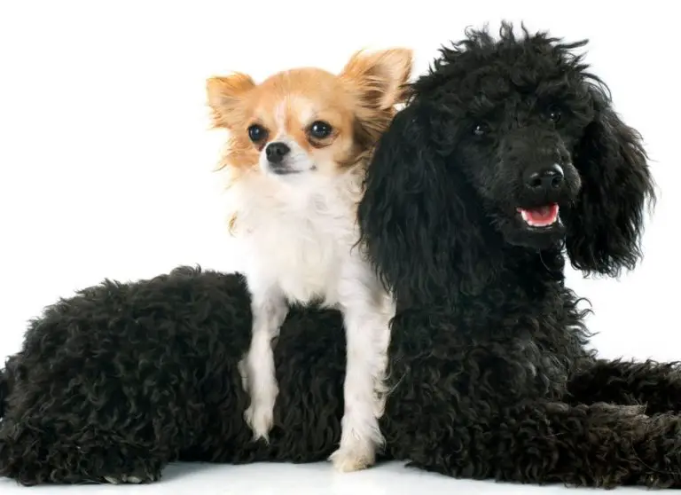 Do Chihuahuas Get Along With Other Dogs? + 6 Expert Tips To Get Along