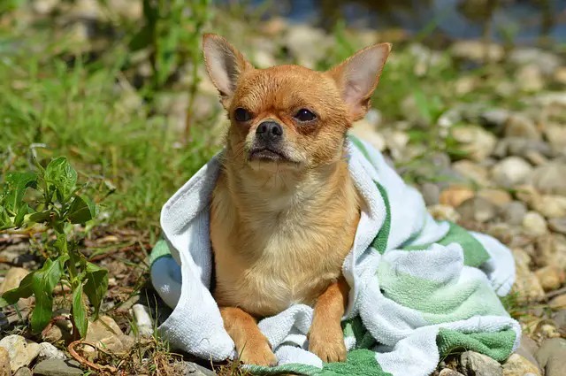 Do Chihuahuas like to swim?