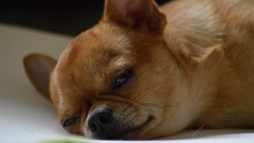 why do Chihuahuas sleep so much