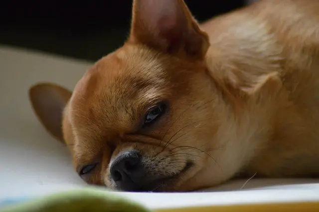 why do Chihuahuas sleep so much