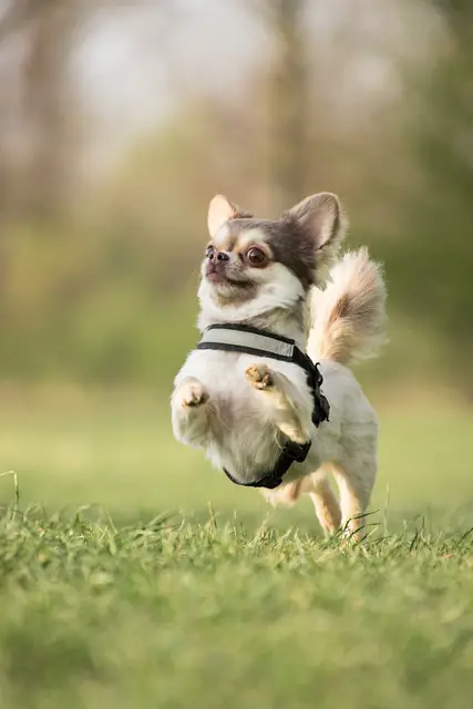 How high can Chihuahuas jump?