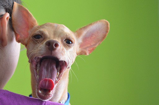 Why Do Chihuahuas Stick Their Tongue Out?