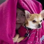 Are Chihuahuas Good with Kids?