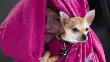 Are Chihuahuas Good with Kids?