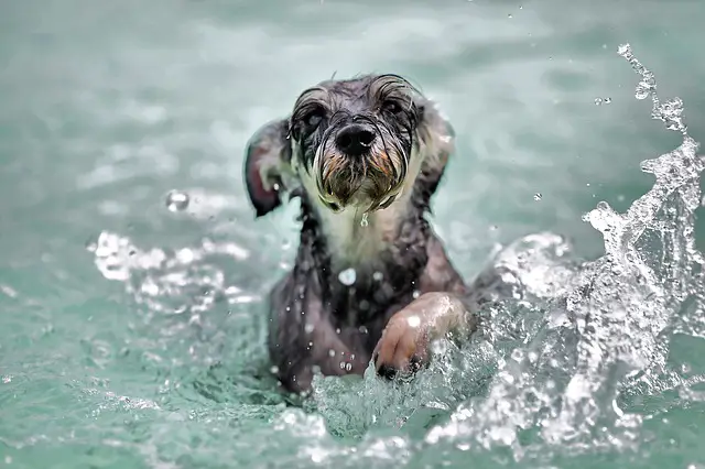 Do Chihuahuas like to swim?