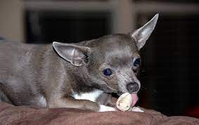 Why are Chihuahuas so nervous?