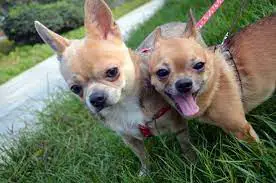 Do Chihuahuas get along with other Chihuahuas?