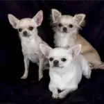 Do Chihuahuas get along with other Chihuahuas