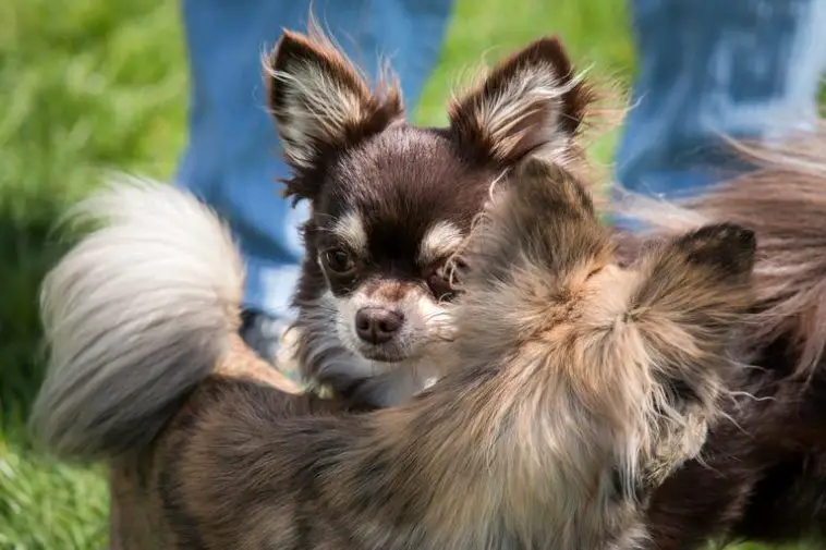 Do Chihuahuas Get Along with Other Chihuahuas? The Halo Pets