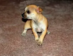 how long can a Chihuahua hold its bladder