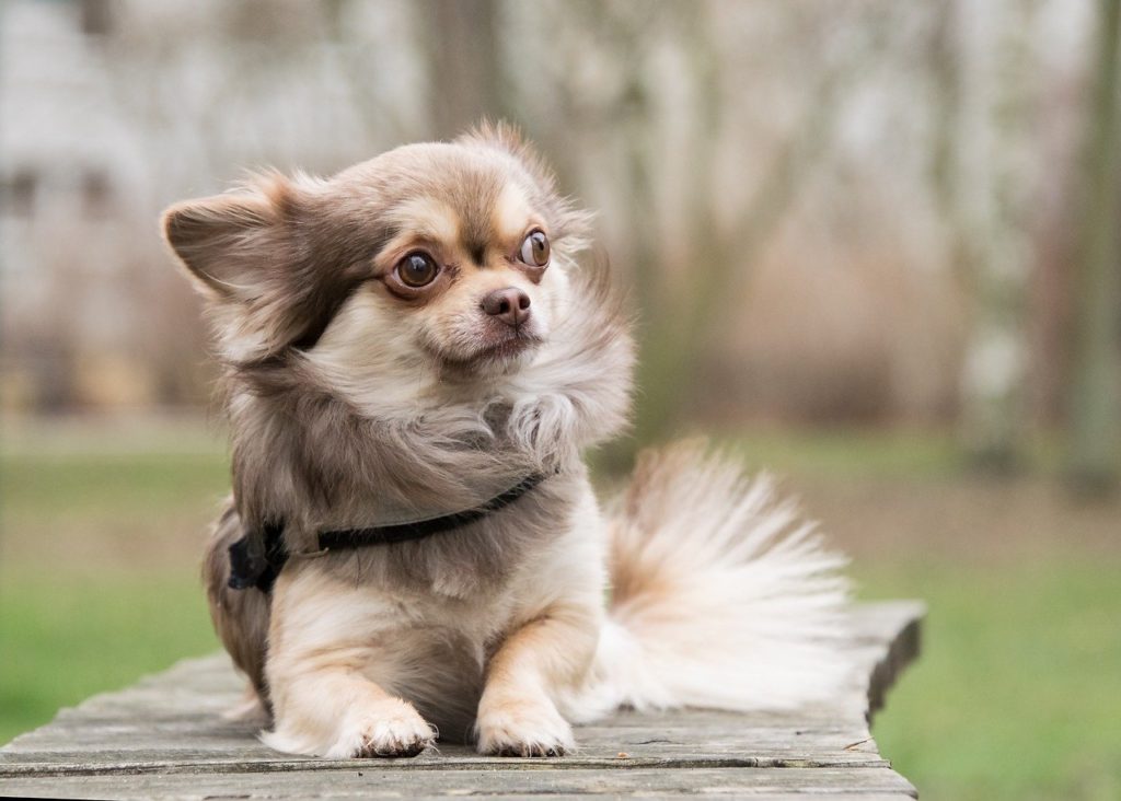 How long can a Chihuahua hold its bladder?