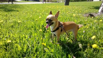 How long can a Chihuahua hold its bladder