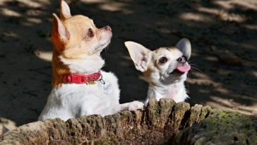 how to train a Chihuahua not to bark