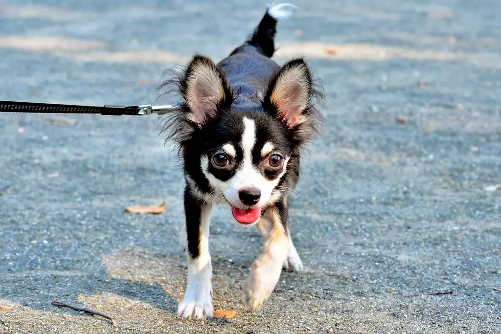 how to train a Chihuahua not to bark at other dogs