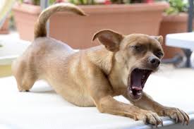 how to stop Chihuahua from biting