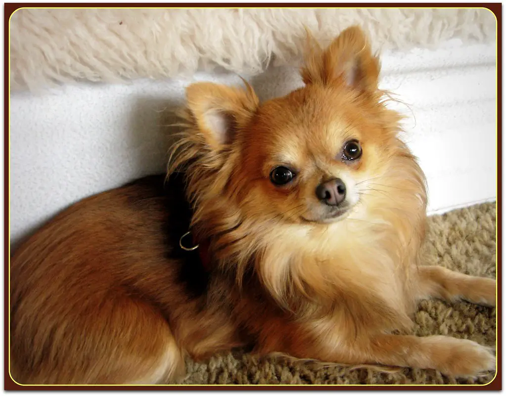 Are Chihuahuas hypoallergenic?