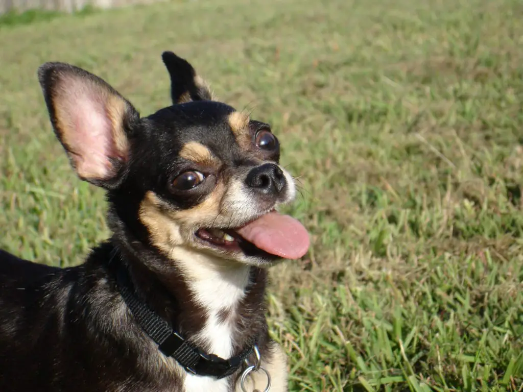 Why does my Chihuahua have bad breath?