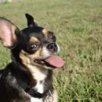 Why does my Chihuahua have bad breath?