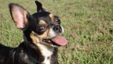 Why does my Chihuahua have bad breath?