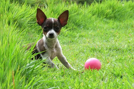 Do Chihuahuas like to swim?