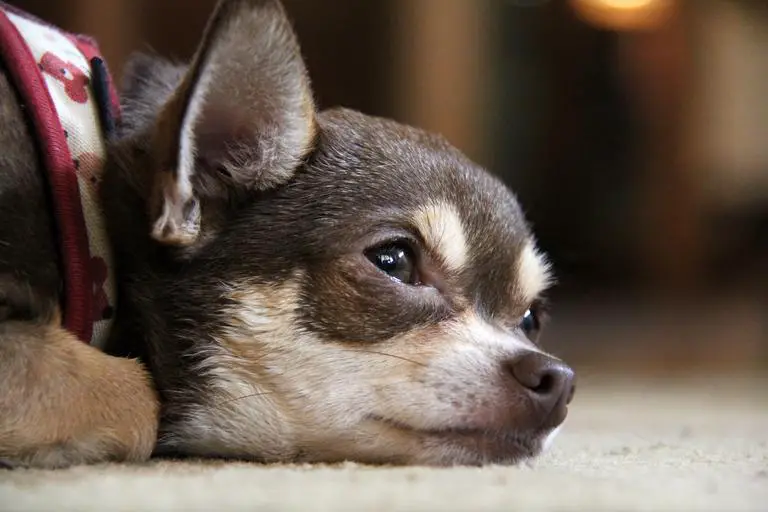 Why do Chihuahuas cry?