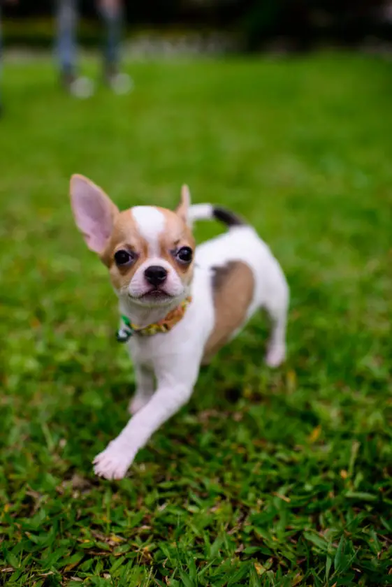 Are Chihuahuas Hypoallergenic? Are Chis Bad for Allergies? 2022