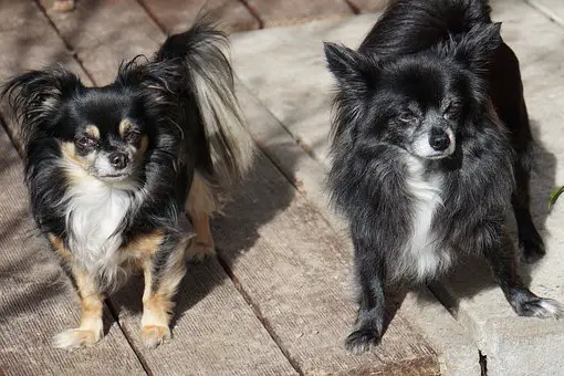 are chihuahuas better pairs